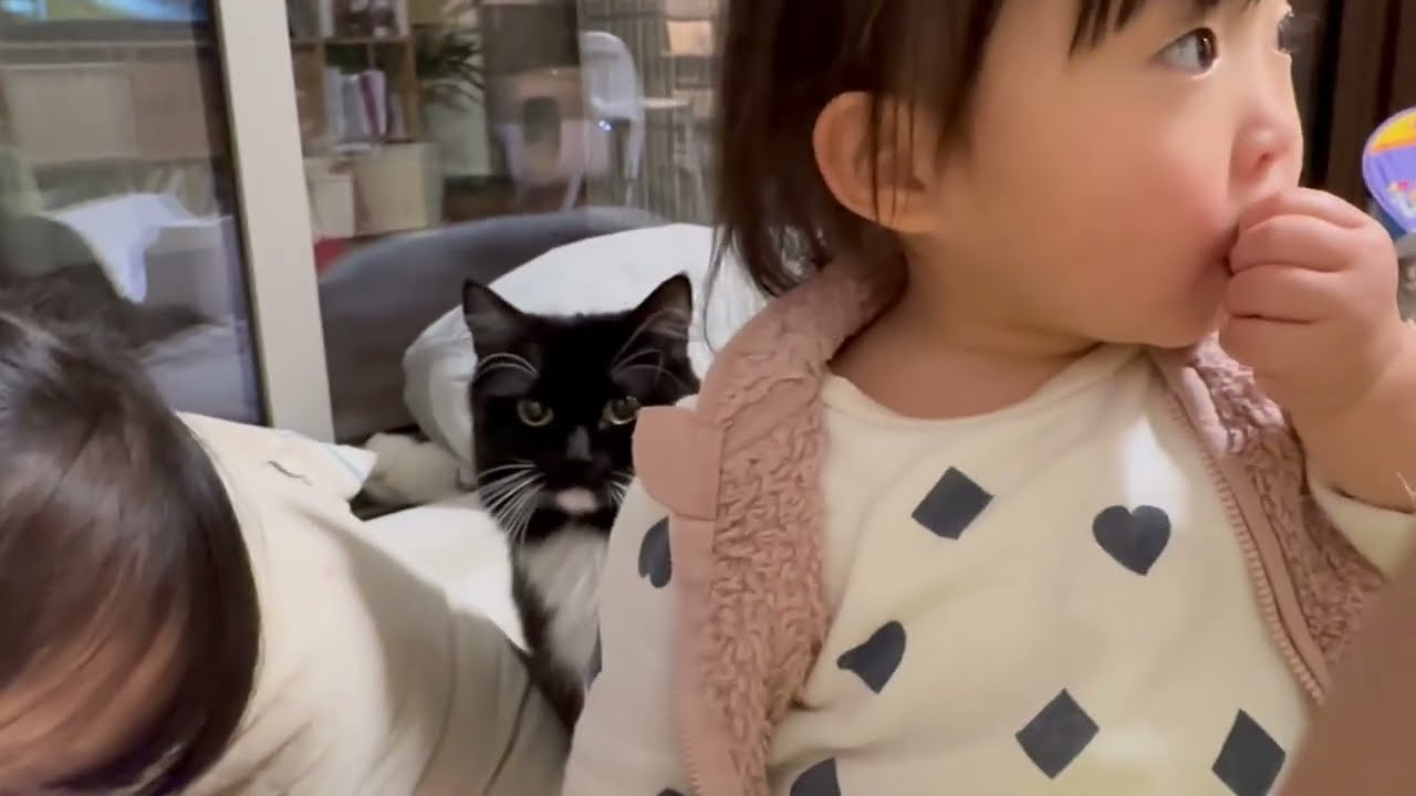 機嫌悪い娘に負けず甘えに近付く猫　ラガマフィンA cat who doesn't give in to a girl in a bad mood and gets close to her.