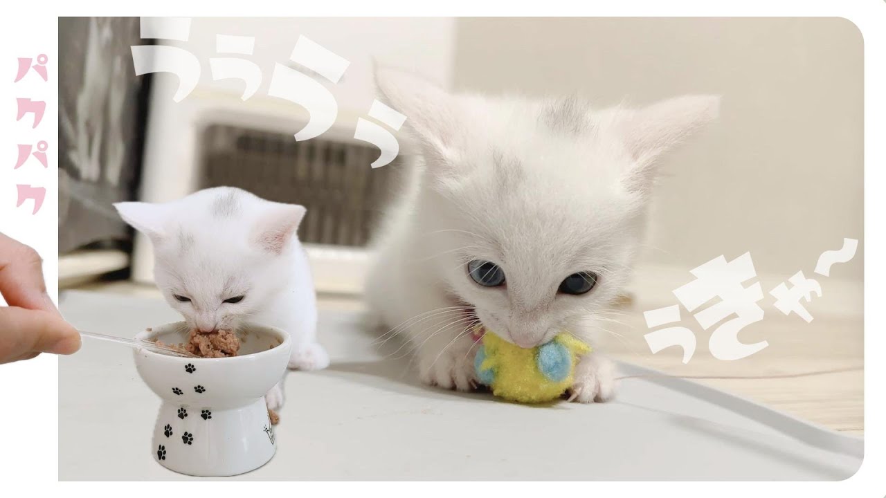 「ううううぅうきゅぅ～」豹変した子猫がかわいすぎる★やんのかステップ発動中！【保護猫生活28日目】