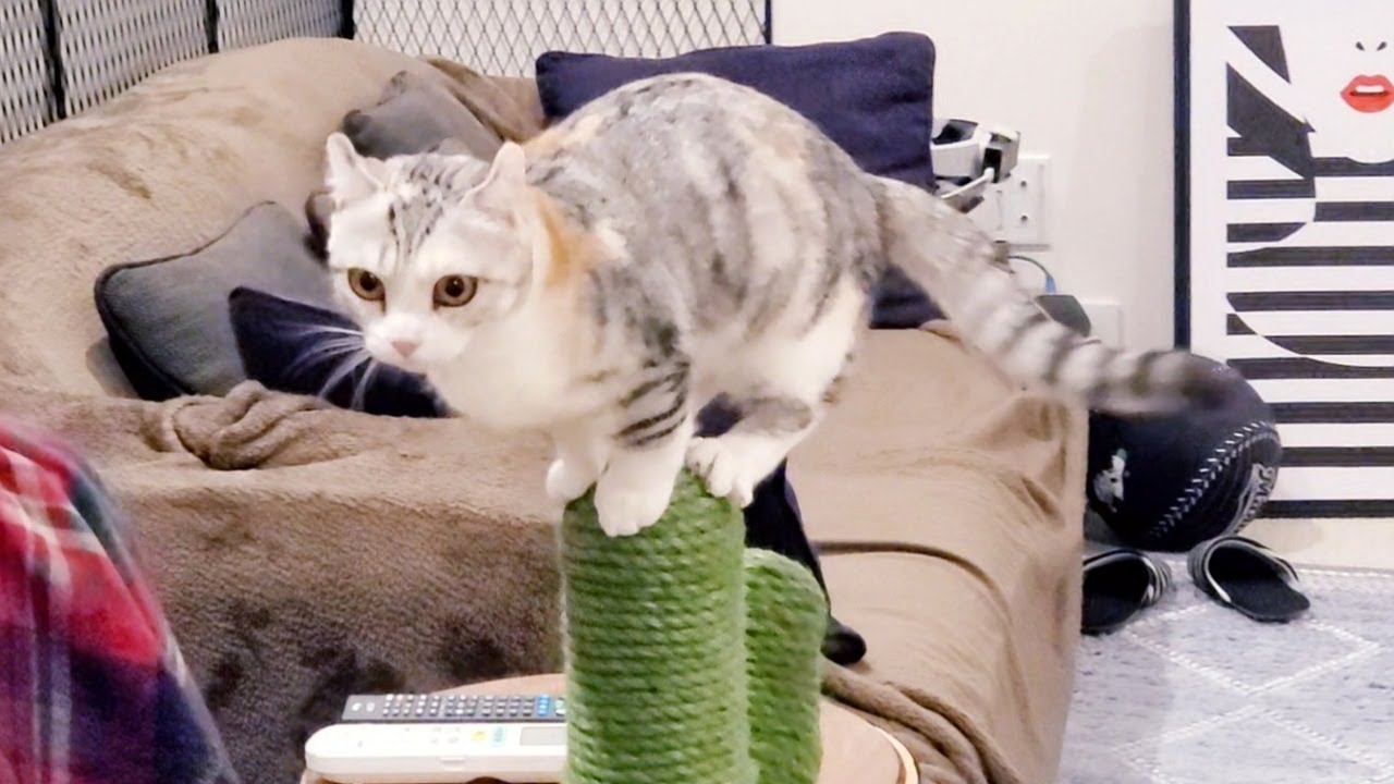先住猫のことが気になり••••子猫がこうなりました••••  #70