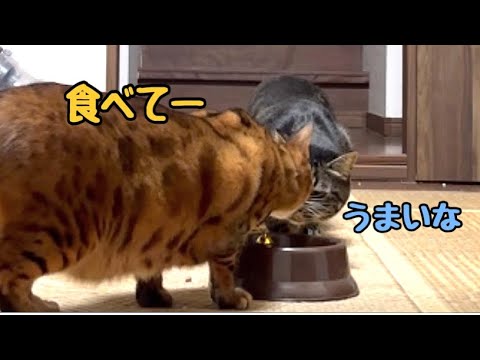 うちのキツネと実家のタヌキが一緒にご飯食べてます（※猫です）