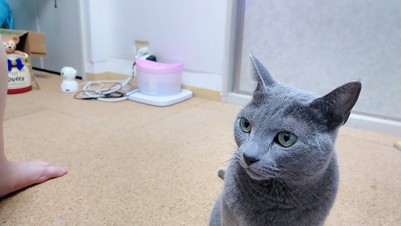 【猫動画】嫁の抱っこを狙うロシアンブルー【russianbule】Russian Blue wants to be held more than a kotatsu