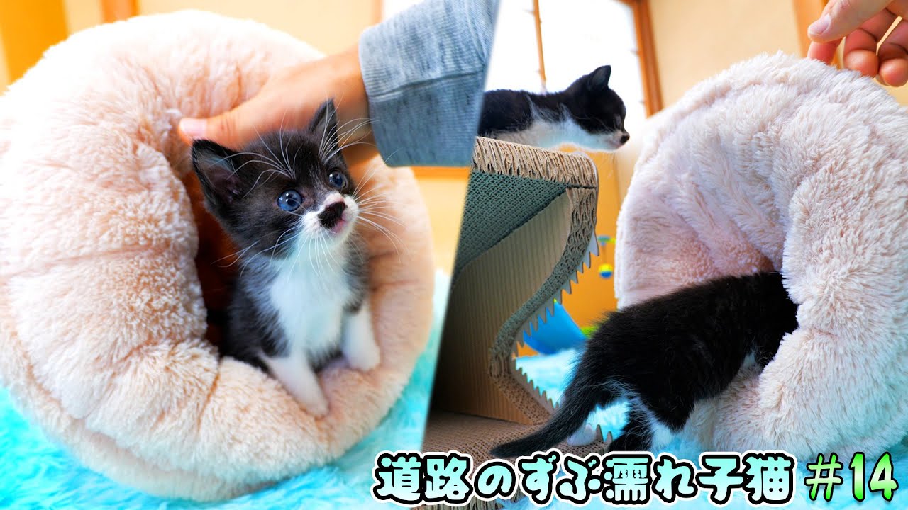 黒鼻ちゃん脱走対策の結果と子猫部屋に防寒グッズのお届け＆ボス吉対面‥【道路のずぶ濡れ子猫 #14】