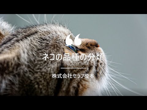 【ネコの品種の分類】キャットステップ　キャットウォーク　ナチュラル　猫　ネコ　ステップ　壁　猫と住むマンション　猫と住む家　ペット　ペットリフォーム　群馬県
