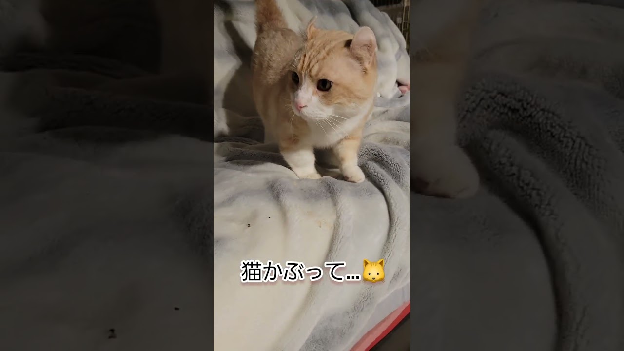 【ケンカ最強の保護猫❗🐱】顔が大きい猫⁉️😻キンカロー⁉️キンちゃん😸