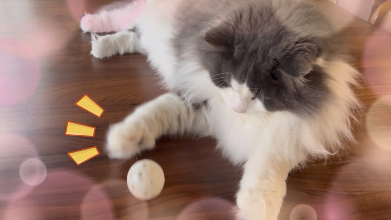 【遊んでくれた⁉︎】普段遊ばないノルウェージャンフォレストキャットが、チョンチョンしてくれて嬉しかった件w