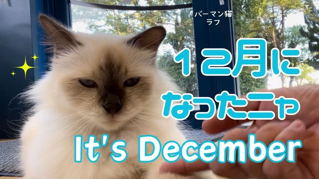 バーマン猫ラフ【１２月になったニャ】It's December（バーマン猫）Birman/Cat