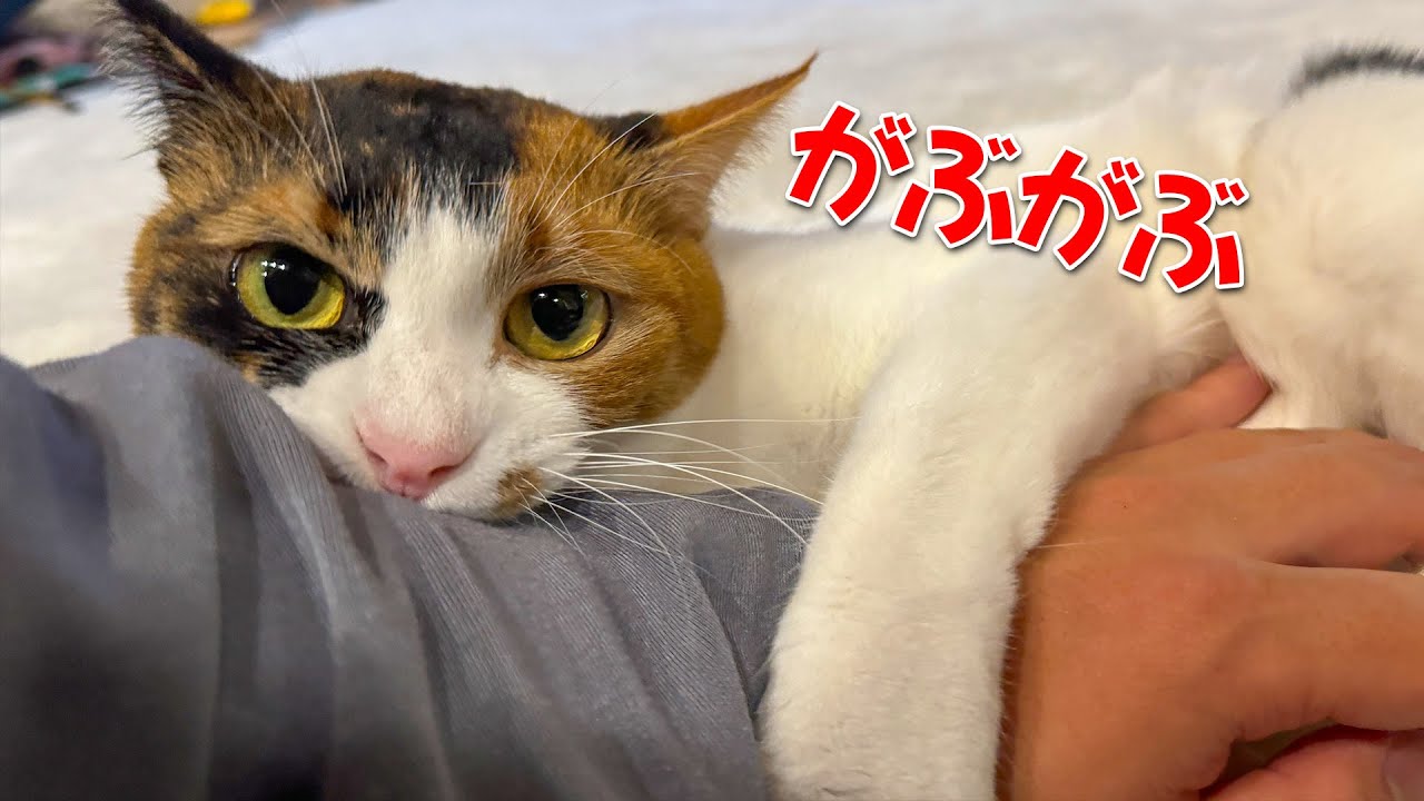 【🔴】猫たちと少しだけお話しさせてください
