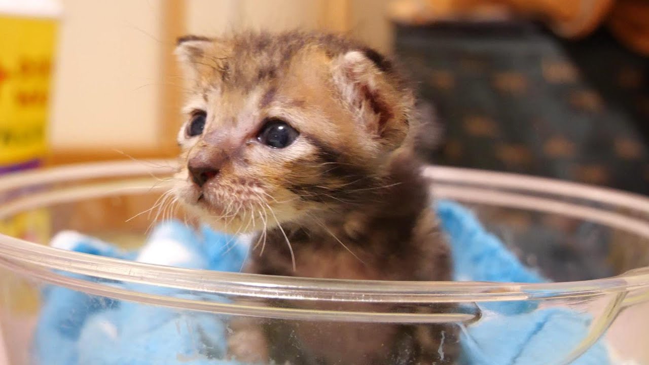 頭を早くナデナデされたい子猫がじっとママを見つめる【赤ちゃん猫　保護猫】