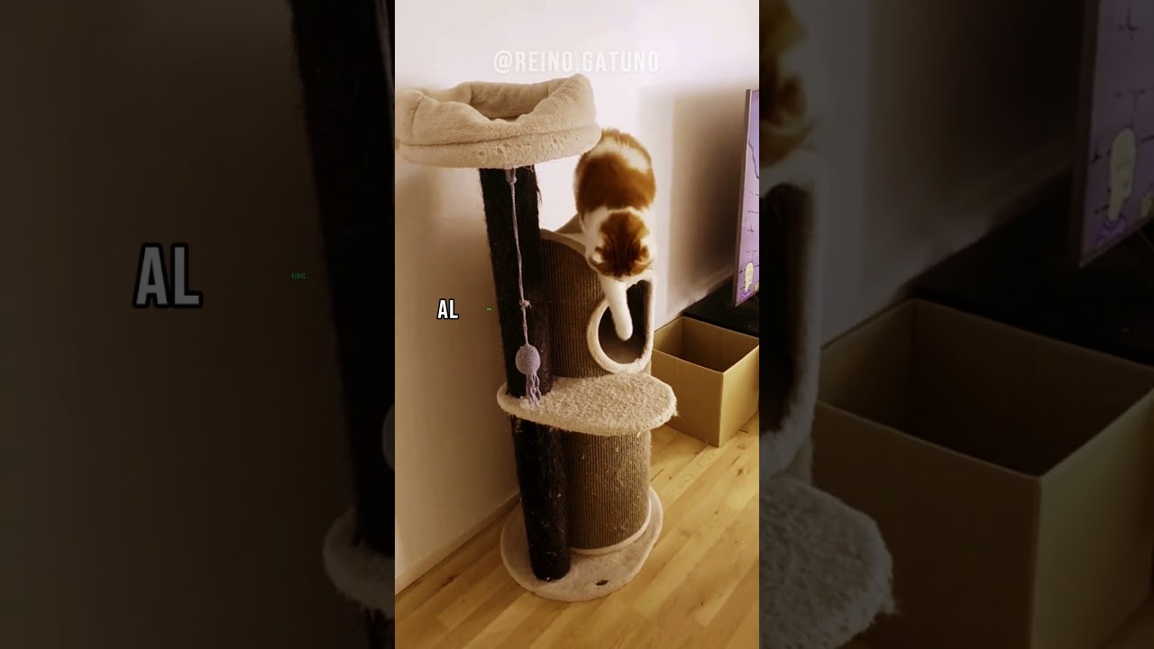 Sabías Que Los Gatos Cymric Son Una Variedad De Manx Con Cola Corta