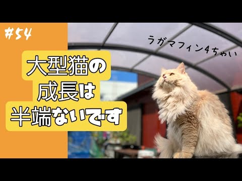 #54 大型猫"ラガマフィン"の成長はスゴかった(^o^;)