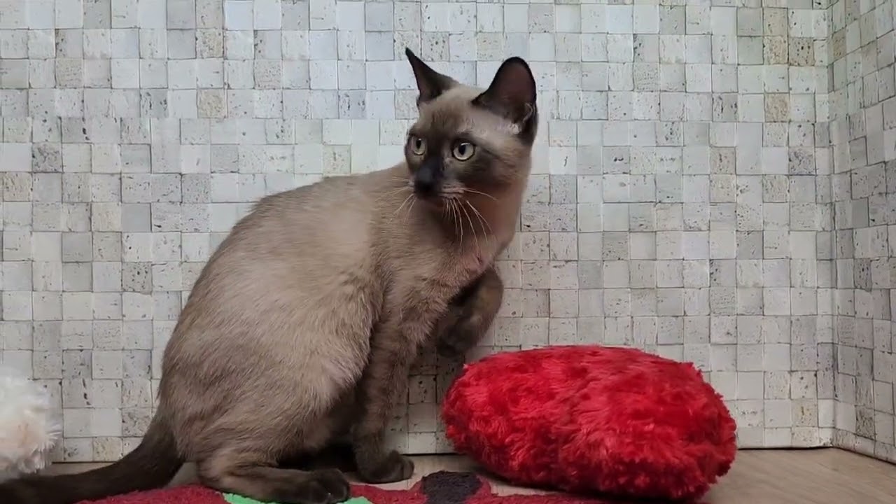 Coo&RIKU　No00649254バーミーズ