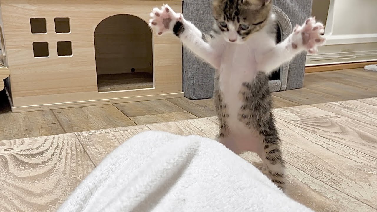 生後45日 タオルケットに隠れた足が気になる子猫 【山菜兄妹#44】Kitten wondering about legs hidden in towel.