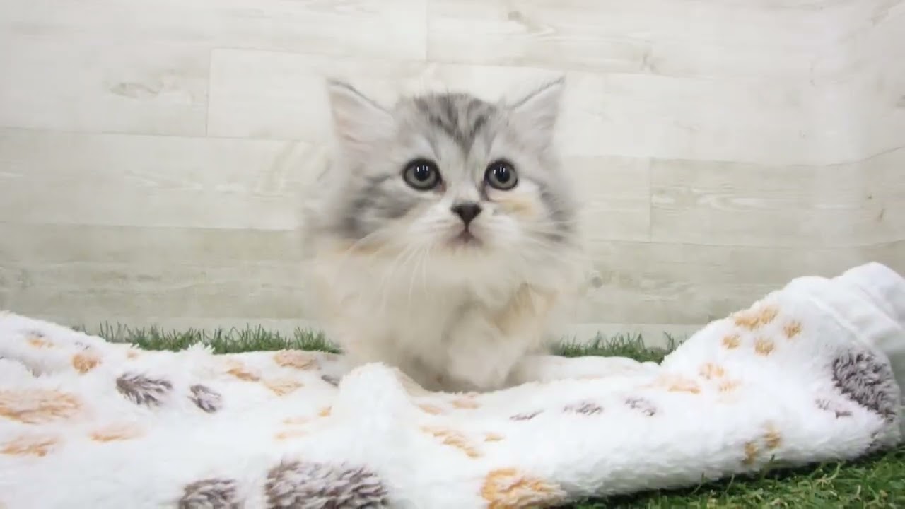 Coo&RIKU　No00656431 スコティッシュフォールド