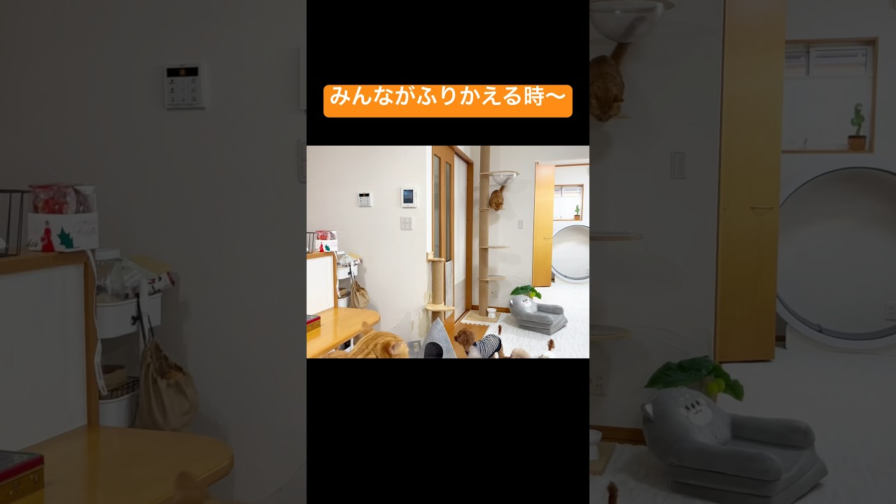 みんながふりかえる時〜 #猫 #マンチカン #shorts