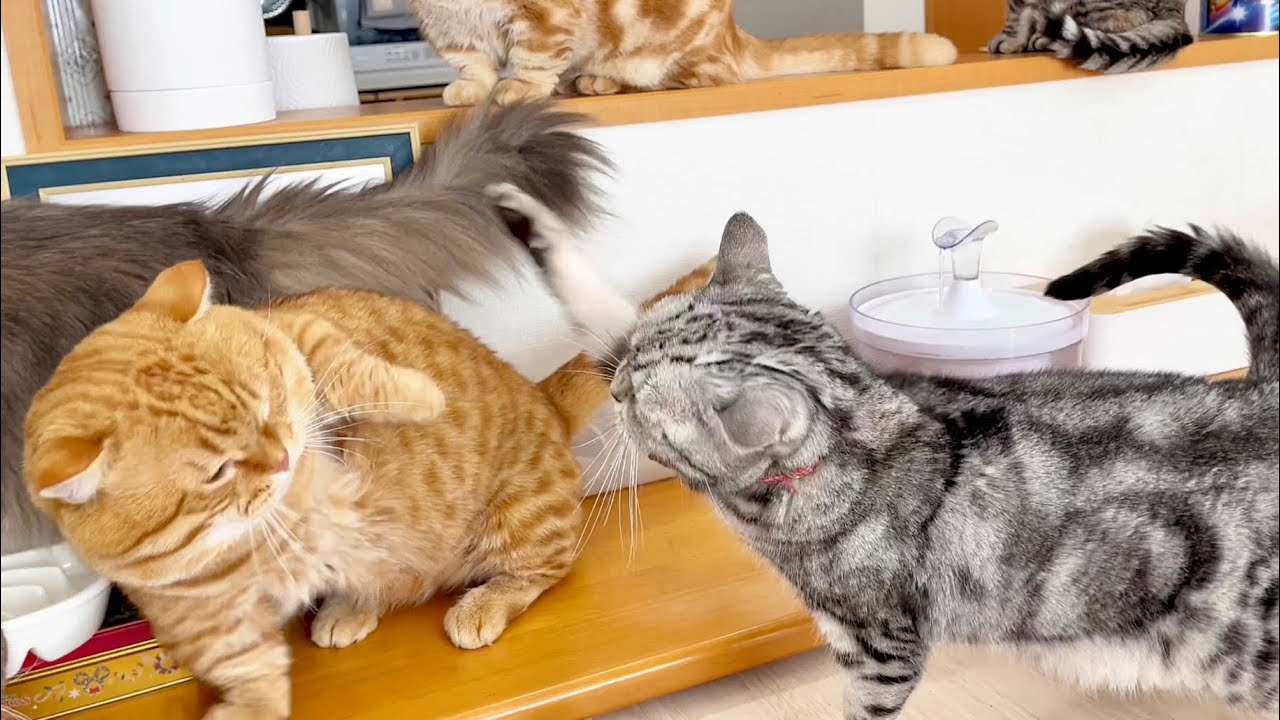 『ちょっとくらいいいじゃないのよ！』 #猫 #マンチカン