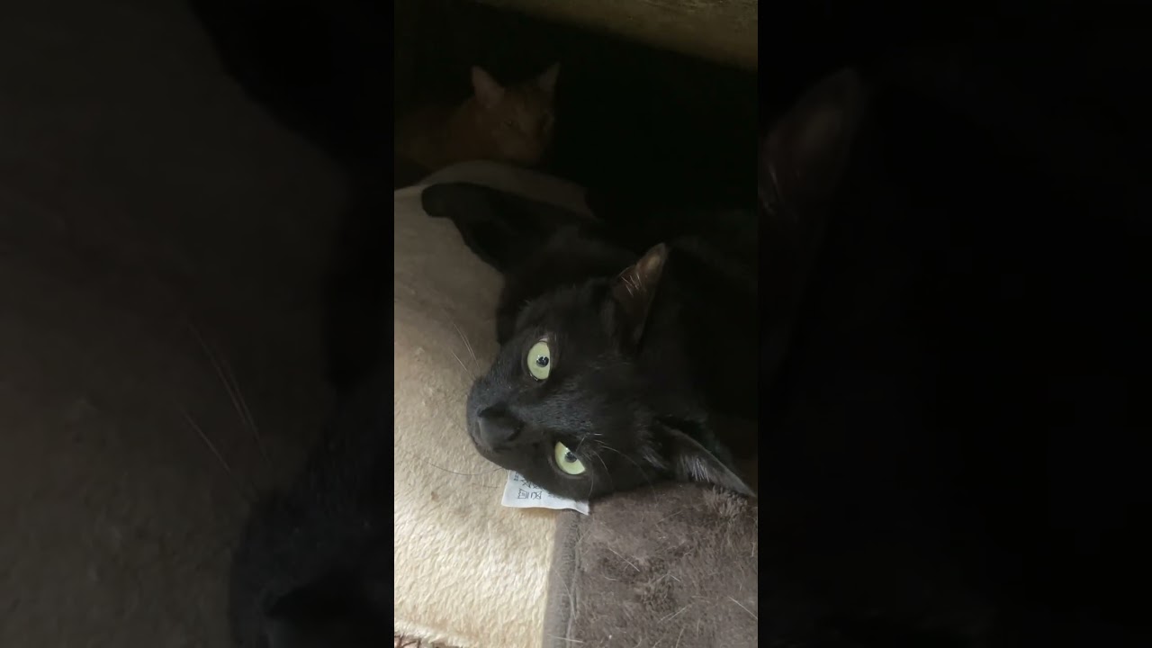 【黒猫】【茶トラ】こたつの中を占領するネコズ#shorts