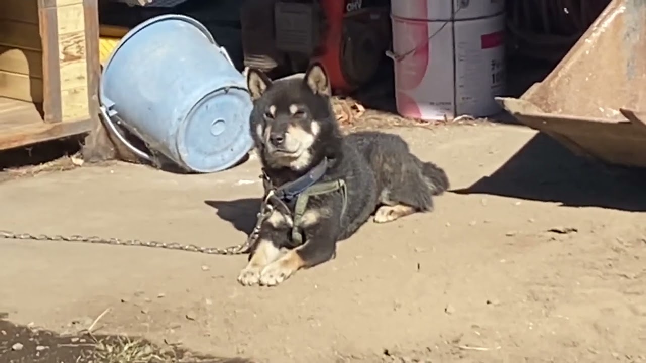 スフィンクス輪ちゃん