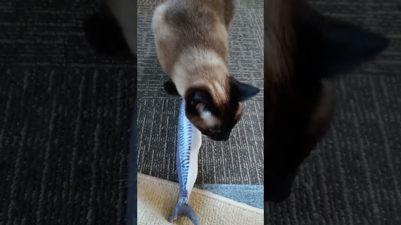 シャム猫風味なリョウくん《サバさんをかじる》
