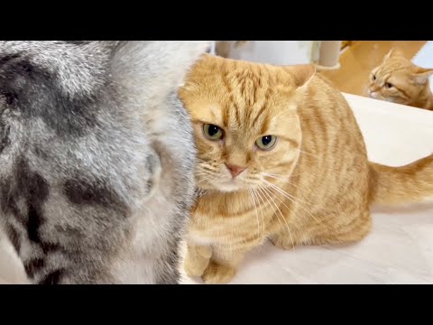 クロくんの陰に隠れてみゅうちゃんを警戒してる茶々パパ #猫 #マンチカン