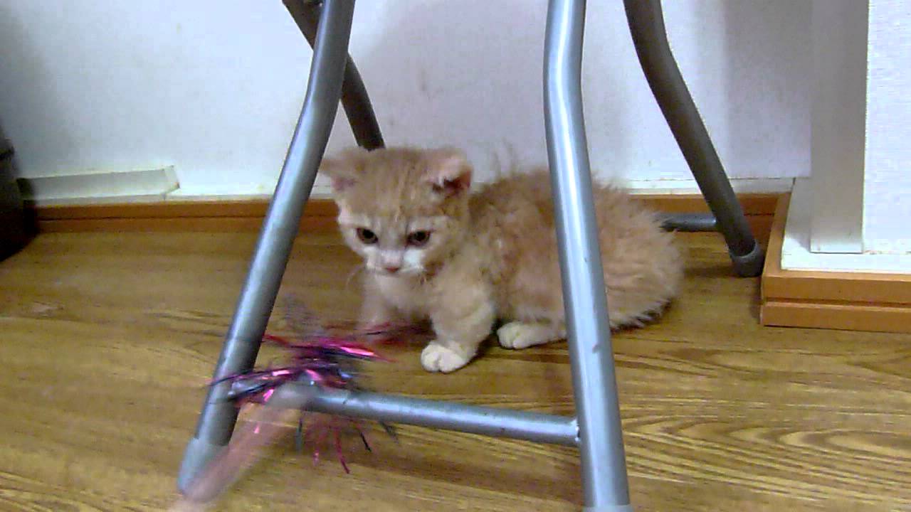 マンチカンのカーリーヘアーちゃん！！「ラムキン短足」