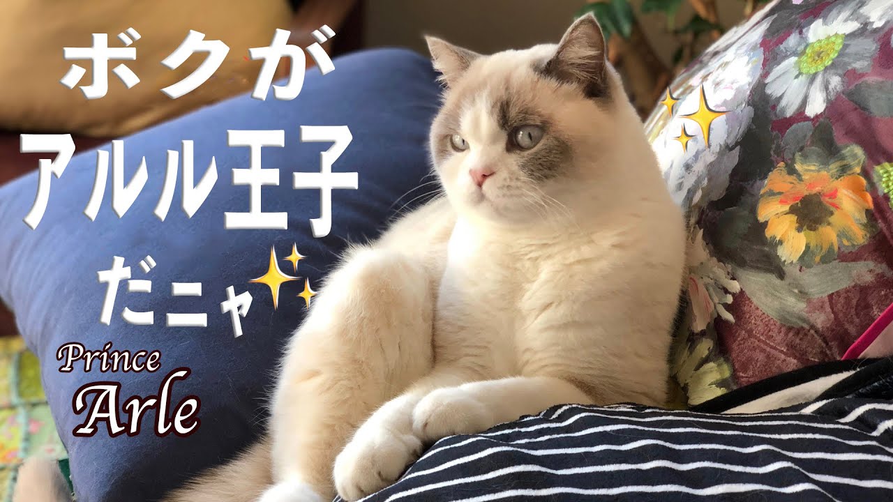 ブリティッシュショートヘアは動くテディベア🧸 珍しい色の猫【猫 かわいい 癒し 】