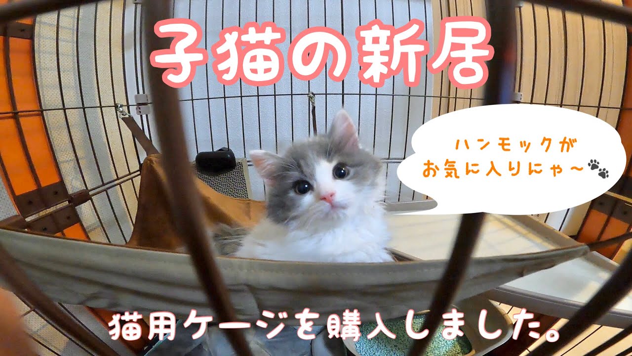 子猫の新居〜猫用ケージを購入〜（サイベリアンの子猫）