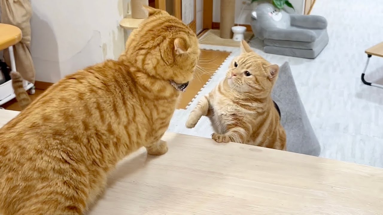 『おいらはガチだよ？』 #猫 #マンチカン