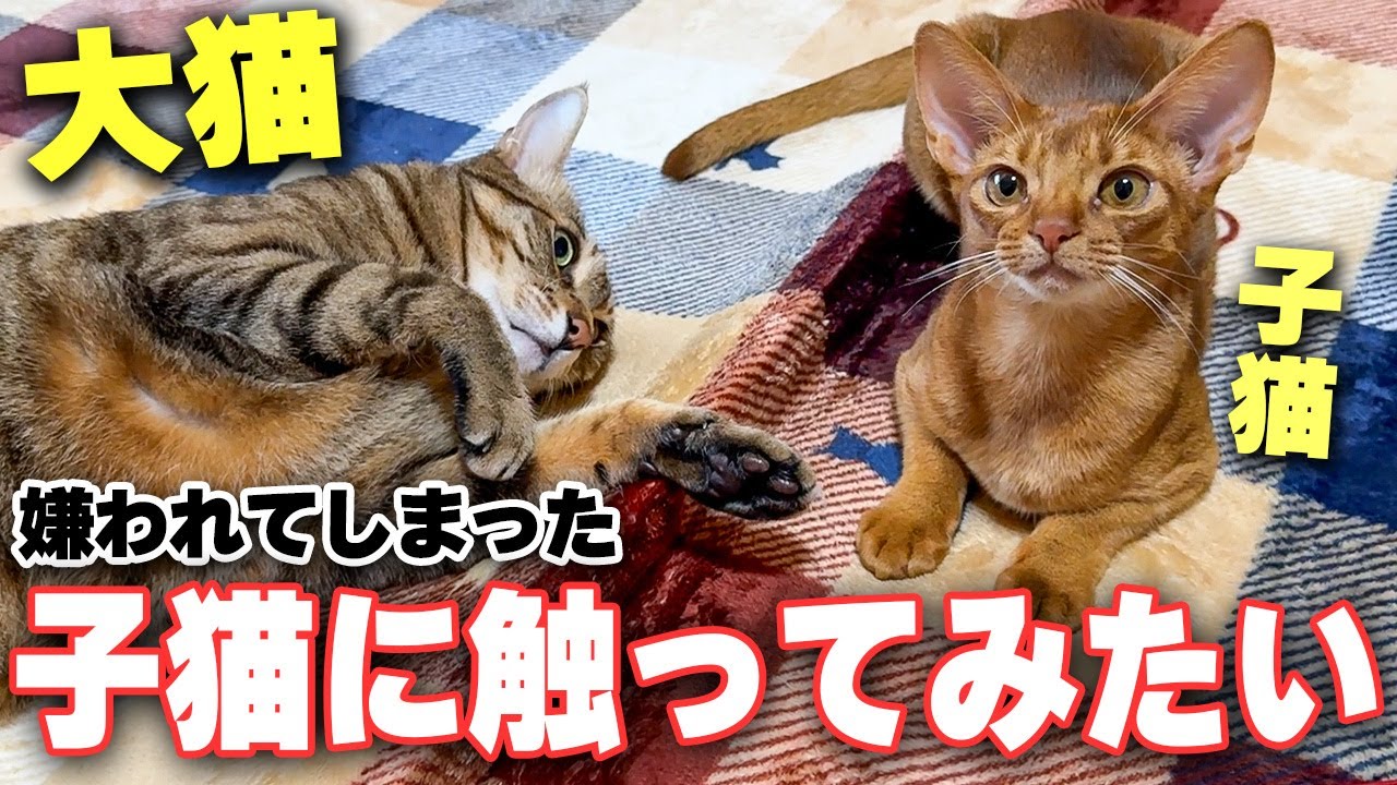 嫌われてしまった子猫になんとか触ろうとして気持ち悪い感じになってしまう大猫