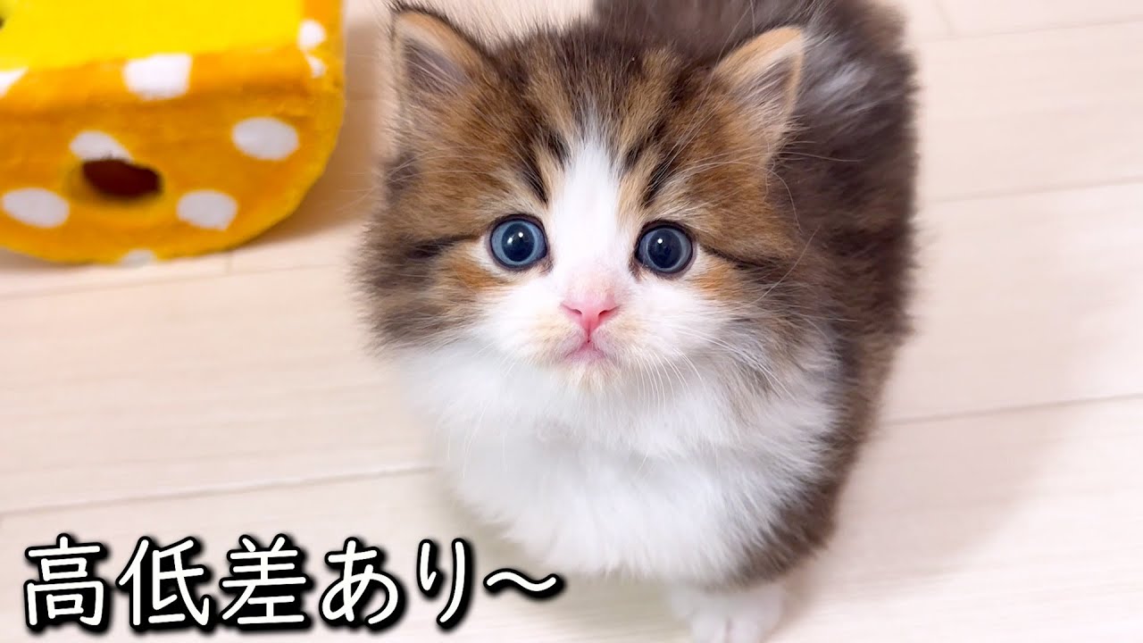 【マンチカンの子猫】逃げ方に高低差があり過ぎな件 ∼猫のいる生活Vol.845~ 出産動画 マンチカン短足・ミヌエット・ペルシャ猫専門ブリーダー『ペット蔵人』【子猫の成長記録】