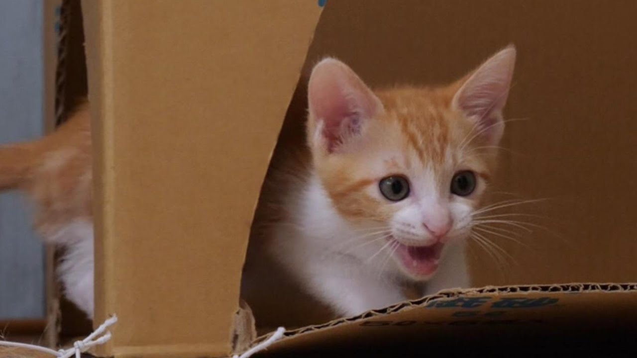 卒業前夜の子猫がかわいいクラッキングで猫じゃらしに挑む【赤ちゃん猫　保護猫】
