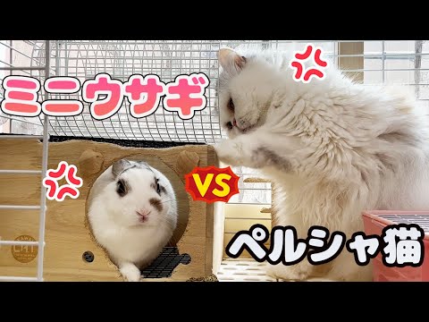 ミニうさぎとペルシャ猫は仲良くなれる？！【うさぎと猫】【多頭飼い】
