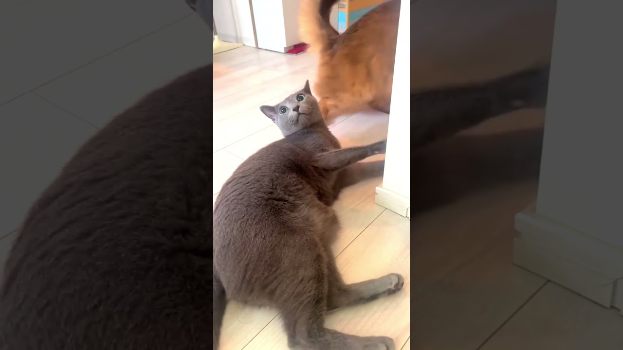 弟ネコが兄にケンカをしかけるも… #ロシアンブルー #ソマリ #shorts