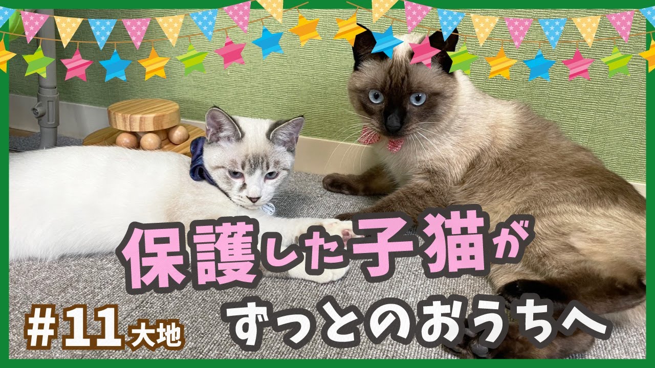 【保護 シャムミックス】保護猫が行く、ずっとのお家は運命の出会い。シャムの共演で最強可愛いタッグの完成です！【野良シャム・大地11】/ Kitten  protection