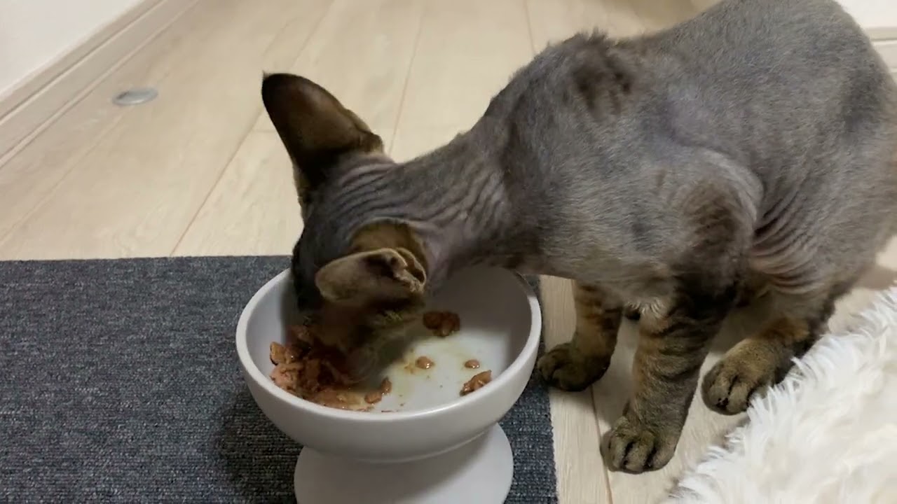 デボンレックス弟が一所懸命ご飯を食べています(Devon Rex cat loves to have dinner)