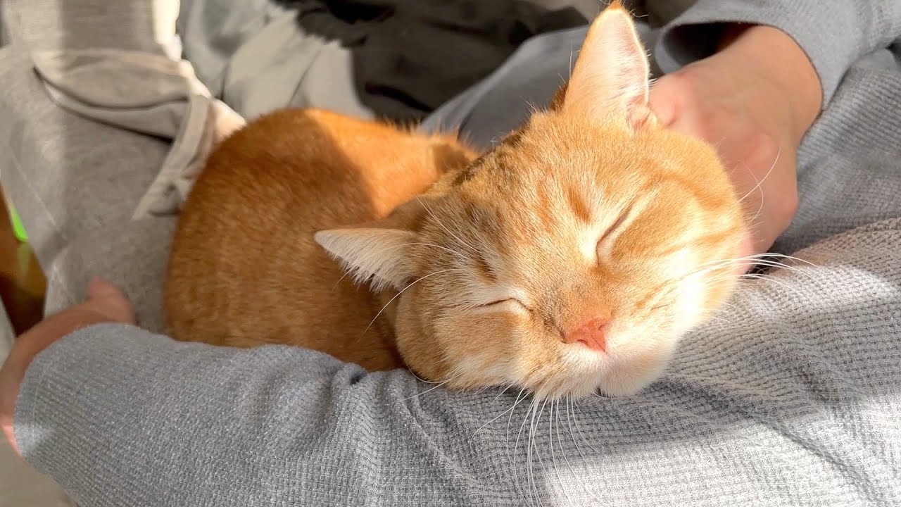 【癒し】腕枕とひなたぼっこでぽっかぽかプリン