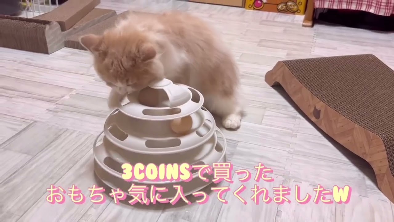 ブリティッシュロングヘア　　　お迎えしました