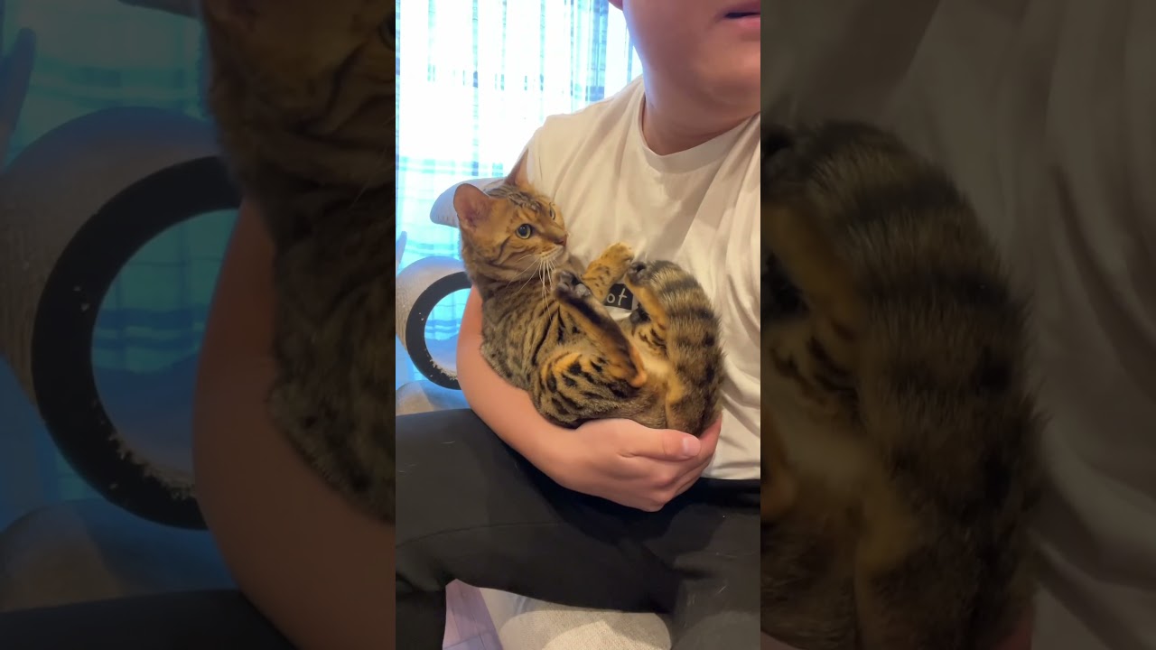 いつもはうるさいのに恐怖のあまり大人しく抱っこされる猫 #ルトロゼ #cat #ベンガル