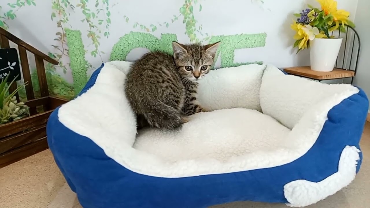 656220 スコティッシュフォールド