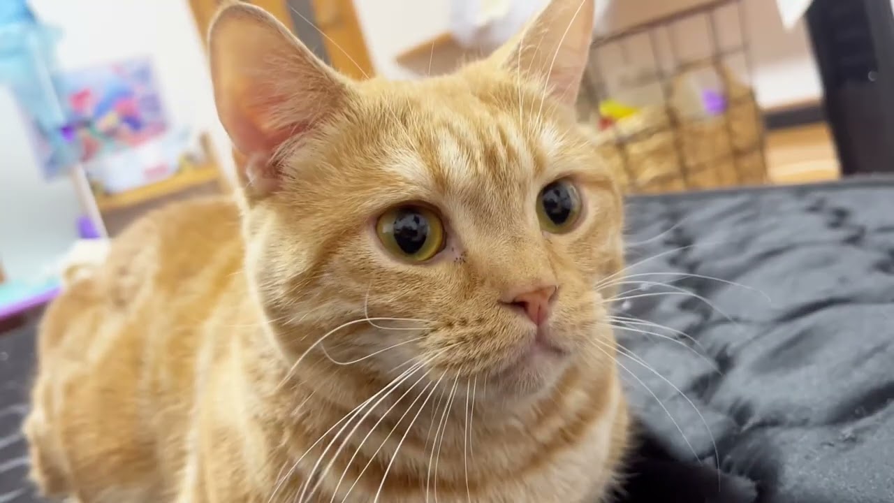 ちゃーぼーとおしゃべりしてみたら...かわいすぎて心が安定しました #猫 #マンチカン