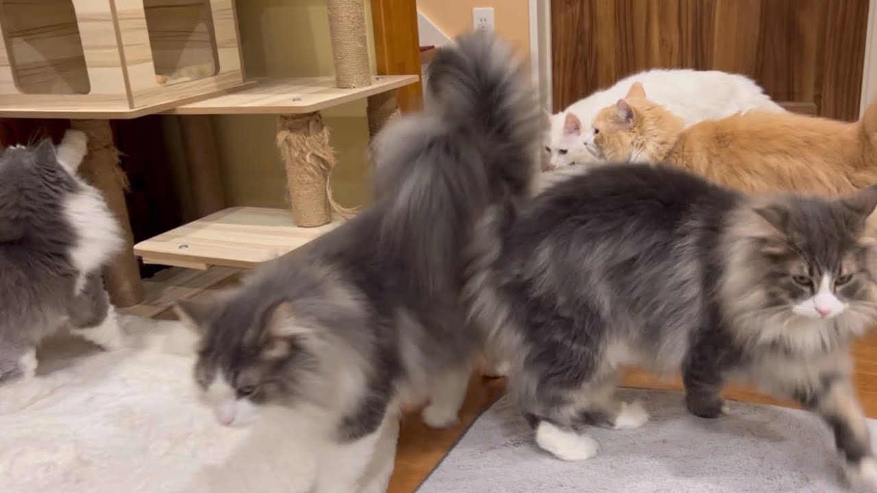 【おはよう☀️】朝起きると大集合するもふ猫たち♡ターキッシュアンゴラとノルウェージャンフォレストキャット✨