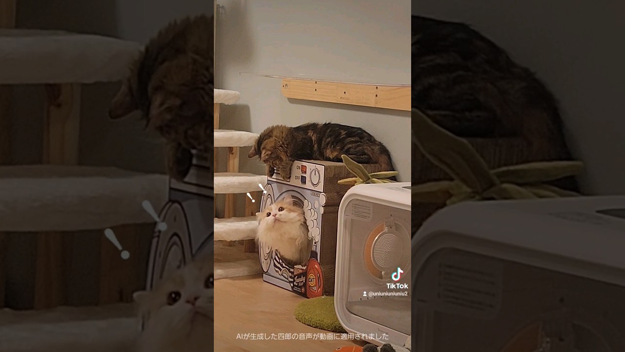 メロメロになる兄猫 #ラガマフィン #猫動画 #保護猫 #shorts
