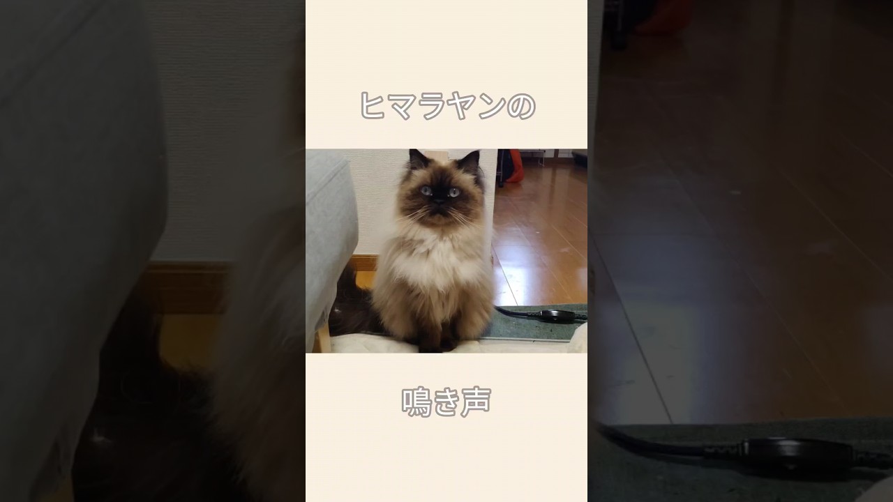 かわいい鳴き声が撮れました！ #cat #ヒマラヤン #ねこ
