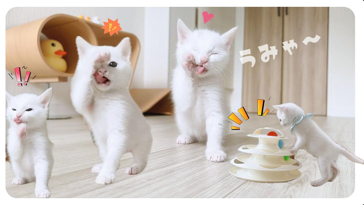 子猫がお皿ではじめて飲むミルク★ロイヤルカナンがうますぎて体で表現する子猫がかわいすぎる【保護猫生活28日目2】
