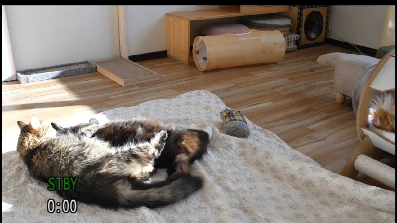 【通常営業開始中】【メインクーン専門猫カフェ】突発ライブ　気まぐれorお客様来店まで