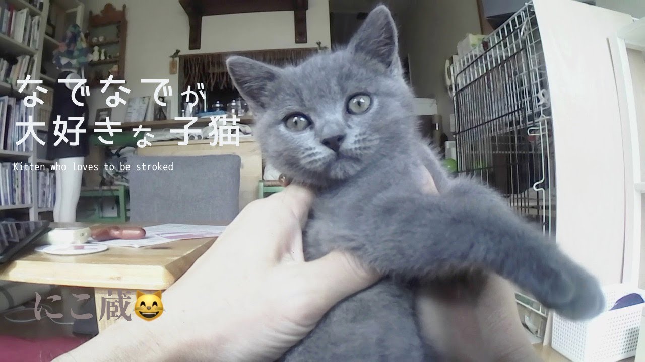”なでなで”が大好きな子猫【ブリティッシュショートヘア】ゴロゴロ鳴く