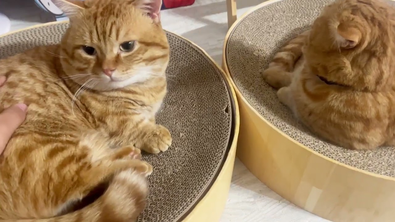 【癒し】茶々パパとぽちゃくんと男3人まったりした夜 #猫 #マンチカン