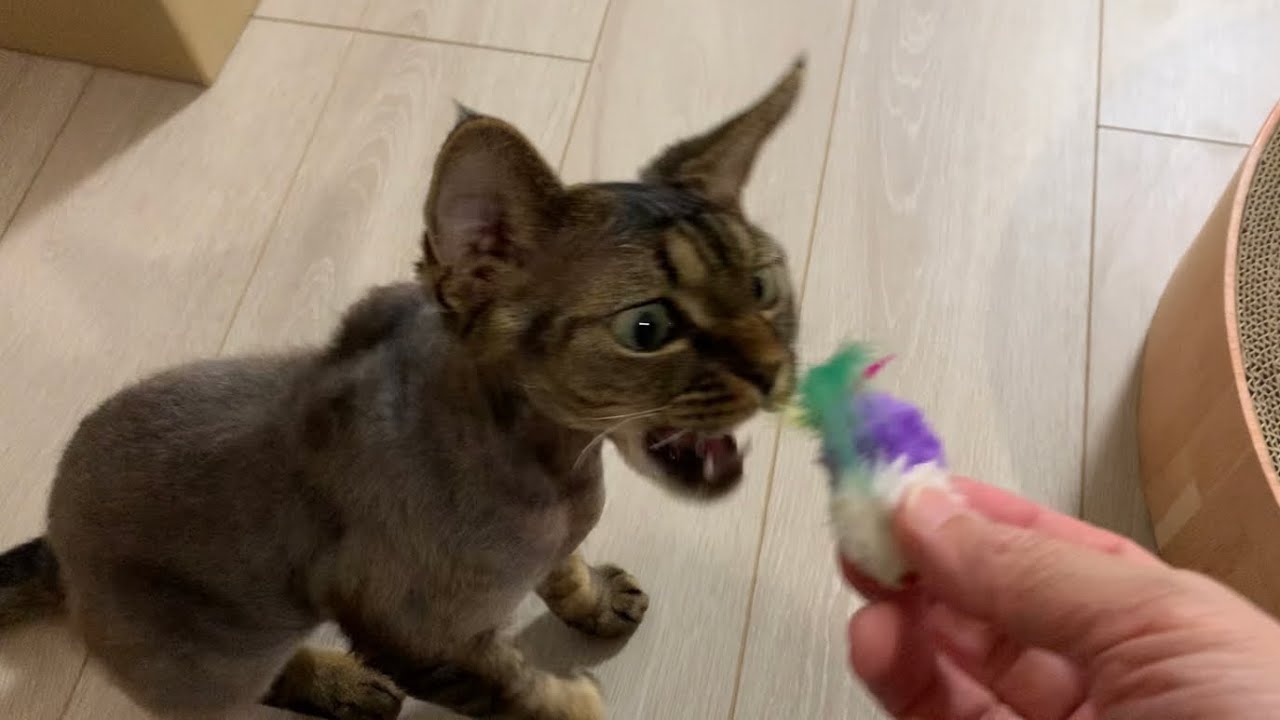 デボンレックス弟の一番好きなおもちゃは私の足？(Devon Rex cat's favorite toy is my foot?)