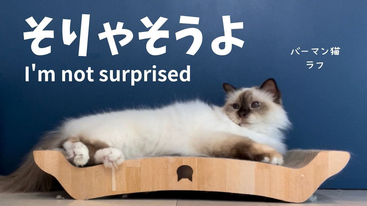 バーマン猫ラフ【そりゃそうよ】I'm not surprised（バーマン猫）Birman/Cat