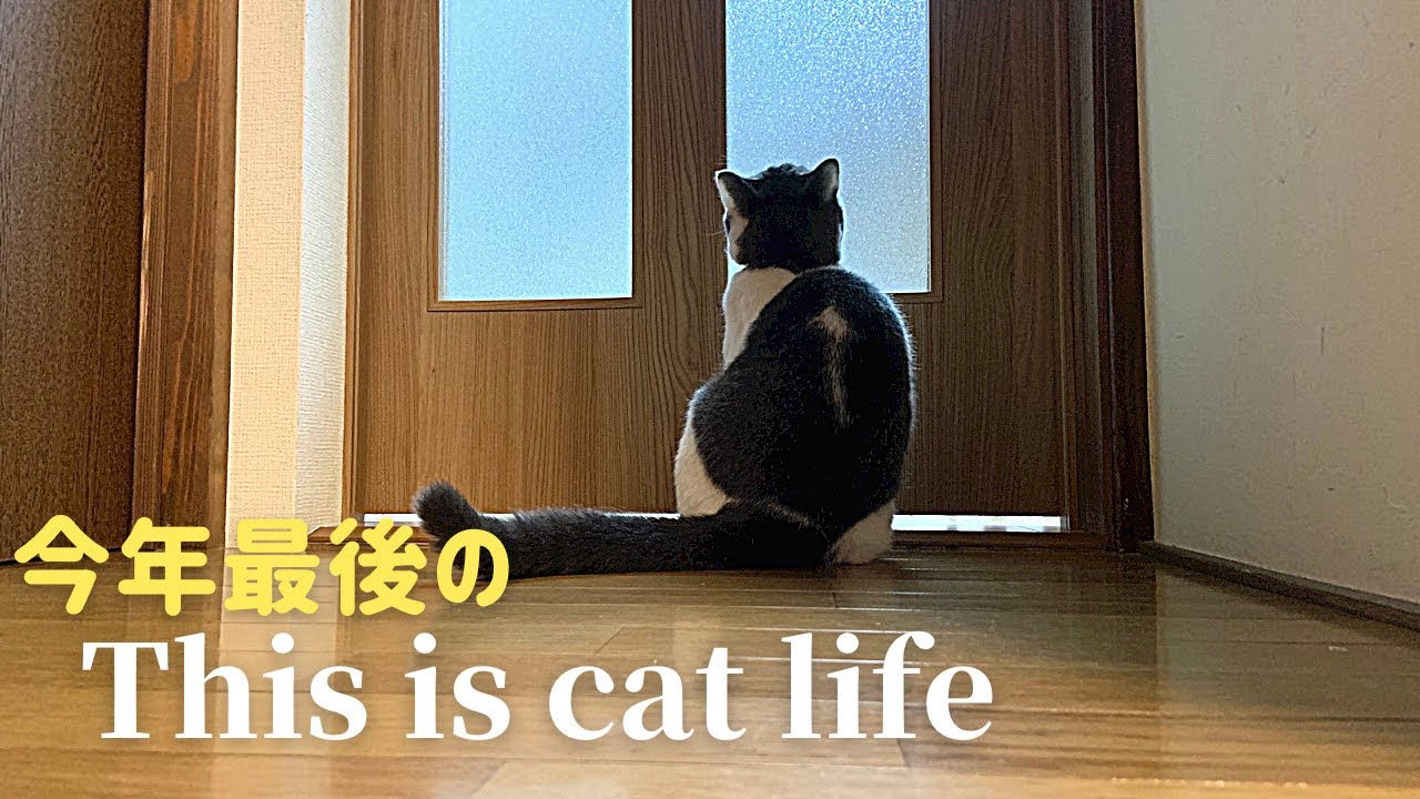 今年も最後。八兵衛くんの日常あれこれ【ブリティッシュショートヘア】