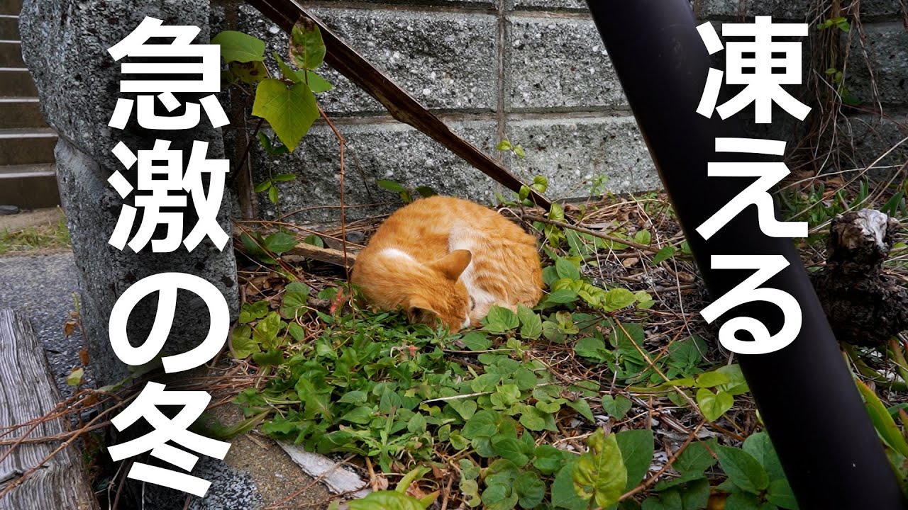 急激に冬が到来！凍える野良猫たちの今は…